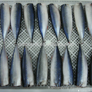 Meilleures marques Frozen Fish Mackerel Hgt pour conserve